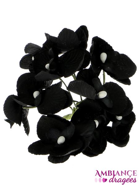 Orchidée noire x 10