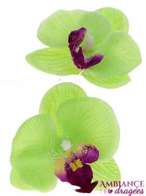 Orchidée verte x 10
