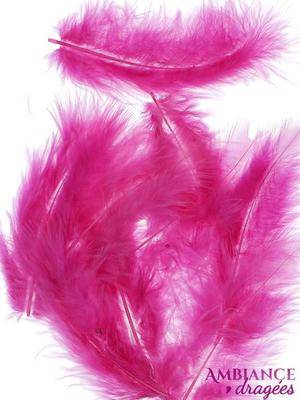 Plume fuchsia x 20