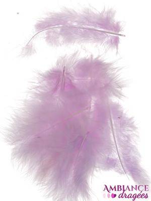 Plume lilas x 20