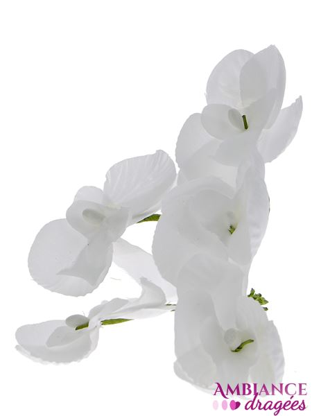 Orchidée blanche x 10