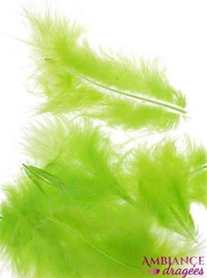 Plume verte x 20