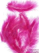 Plume fuchsia x 20